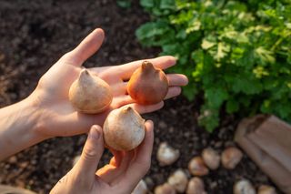 Tři cibule tulipánů.