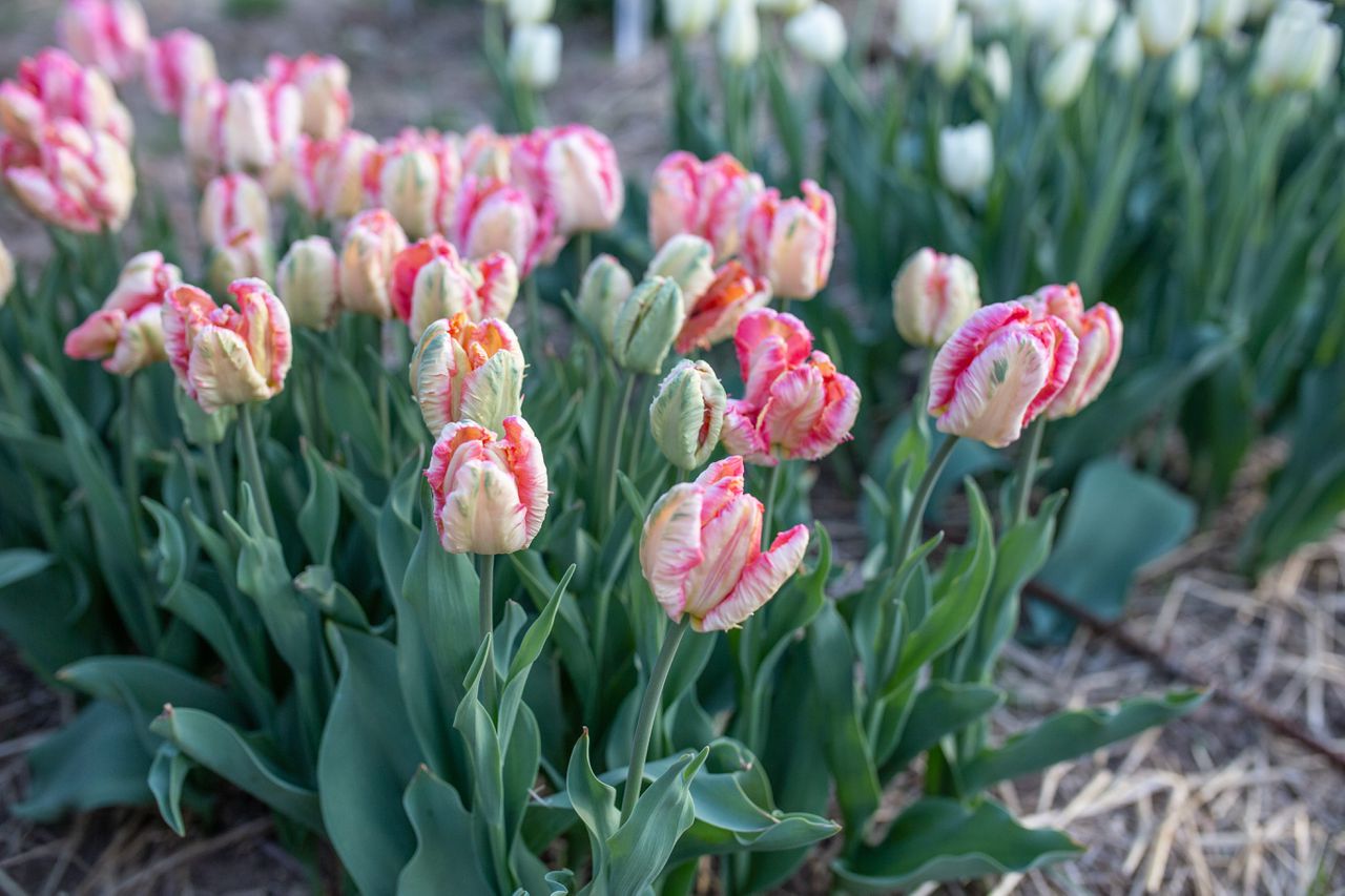 Come coltivare i tulipani