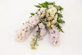Stračka vyvýšená Magic Fountains Cherry Blossom (White Bee), Loukykvět