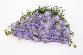 Didiscus Lavender Blue, Loukykvět