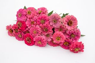 Cínie Benary’s Giant Bright Pink, Loukykvět