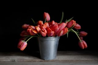 Tulipán Apricot Impression, Loukykvět