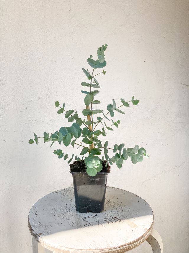 Eukalyptus obchod loukykv t