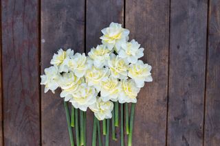 Narcis Easter Born, Loukykvět