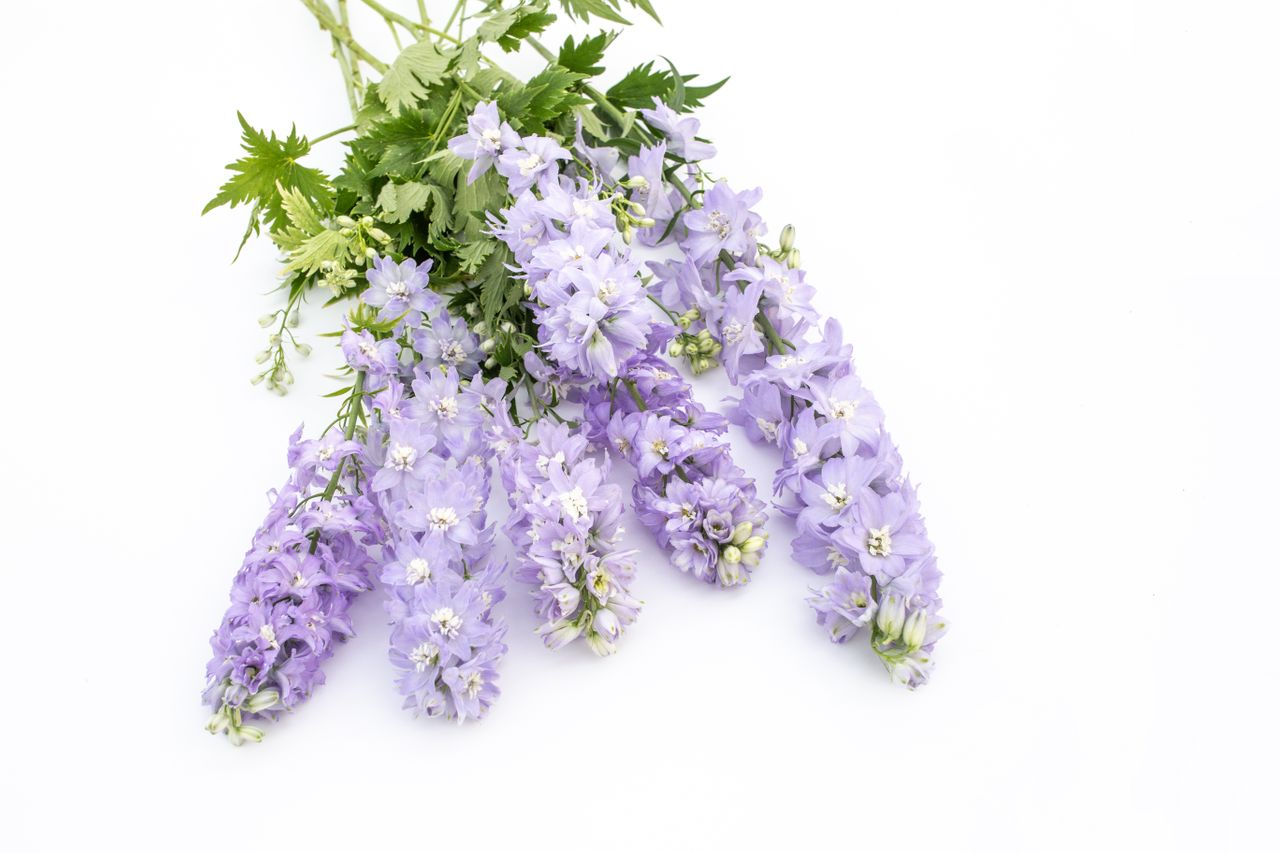 Stračka vyvýšená Magic Fountains Lavender (White Bee), Loukykvět