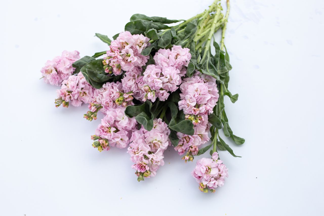 Fiala Iron Cherry Blossom, Loukykvět