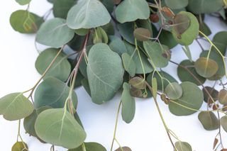 Eukalyptus Polyanthemos, Loukykvět