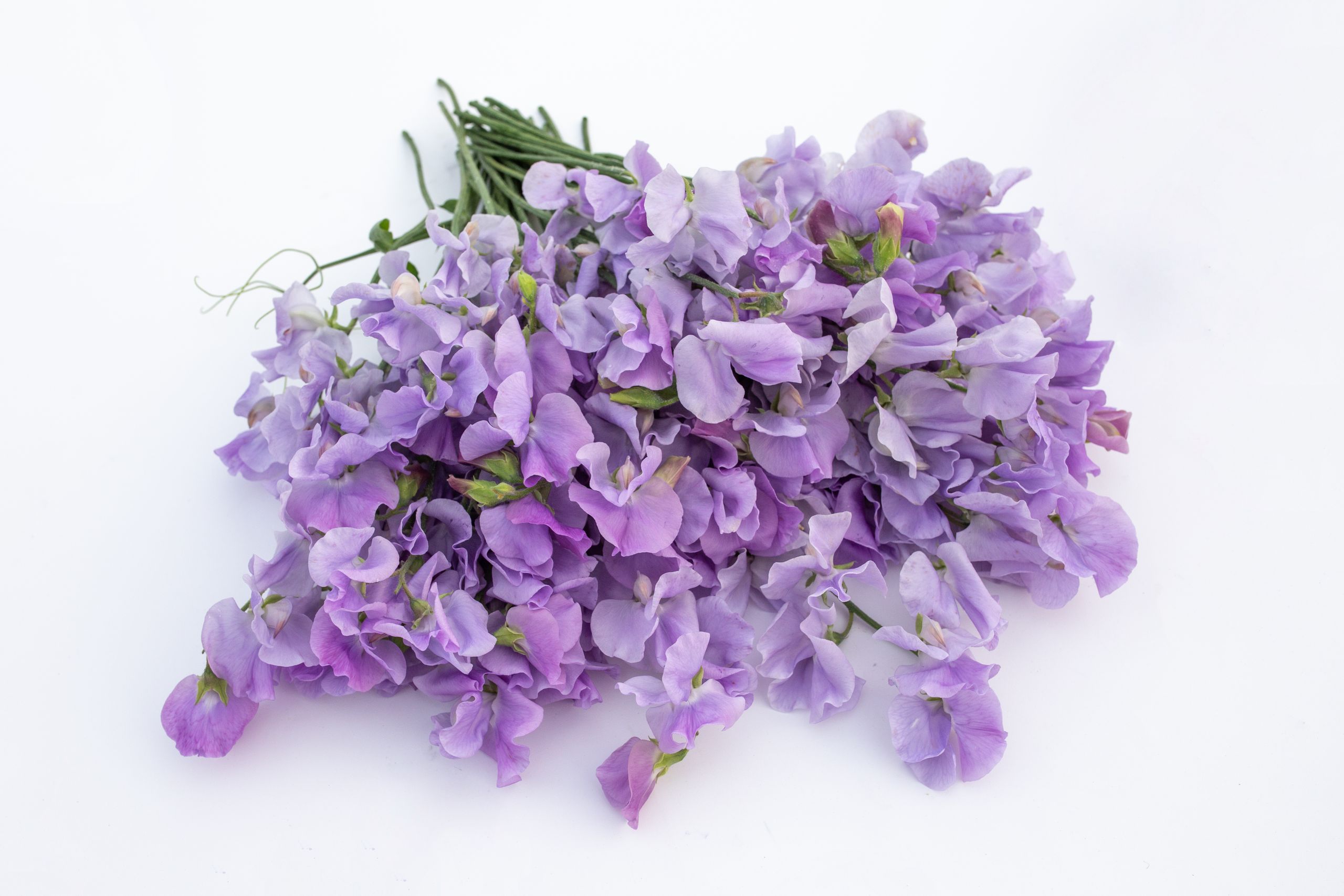 semena-hrachor-vonn-winter-sunshine-lavender-loukykv-t