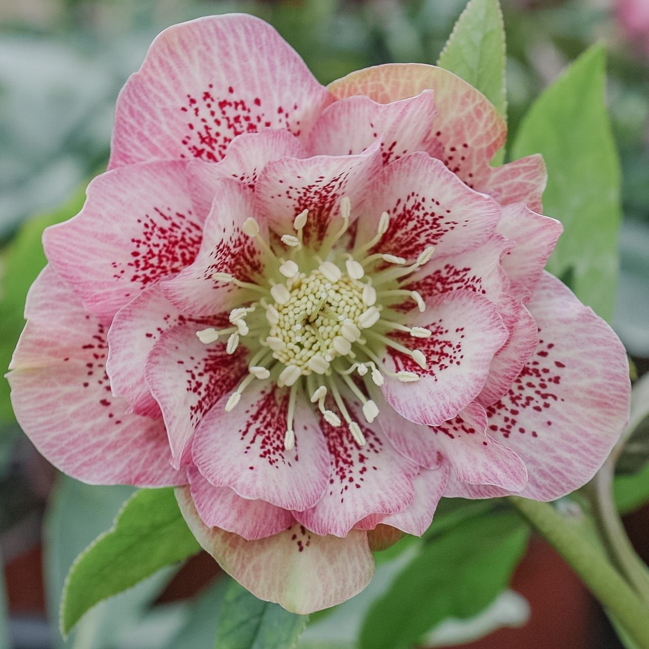 Čemeřice Double Ellen Pink Spotted · Loukykvět
