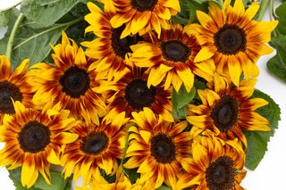 Slunečnice ProCut Bicolor, Loukykvět
