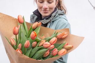 Velký svazek tulipánů, Loukykvět