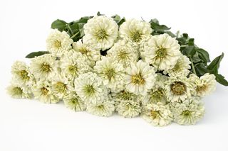 Cínie Benary’s Giant White, Loukykvět