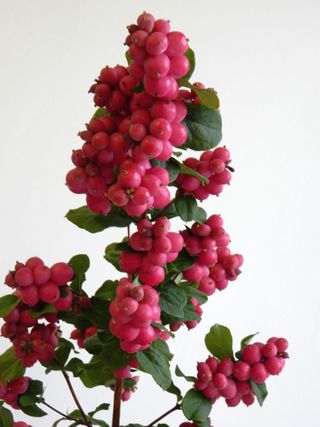 Pámelník Magical Ruby Giant, Loukykvět