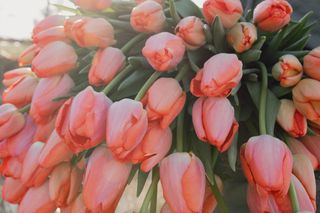 Tulipán Orange Pride (Zantucot), Loukykvět
