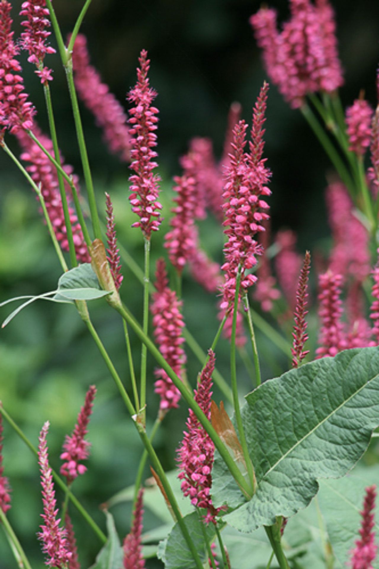 Rdesno Speciosa, Loukykvět
