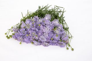 Didiscus Lavender Blue, Loukykvět