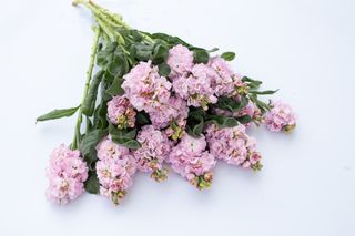 Fiala Iron Cherry Blossom, Loukykvět