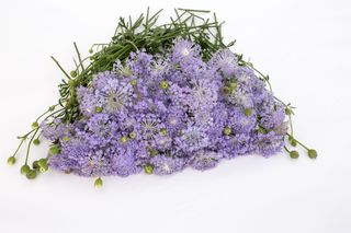 Didiscus Lavender Blue, Loukykvět