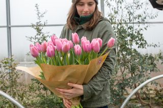 Tulipán Signum, Loukykvět