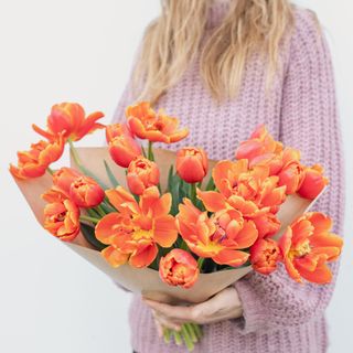 Velký svazek plnokvětých tulipánů, Loukykvět