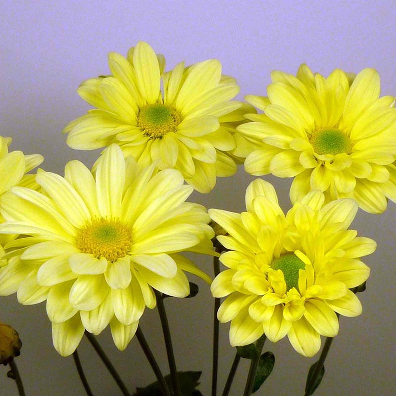 Chryzantéma Enbee Wedding Yellow, Loukykvět