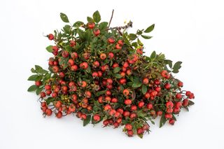 Růže Magical Delight (Kolmade), Loukykvět