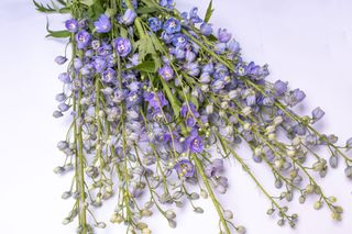 Stračka vyvýšená Guardian Lavender, Loukykvět