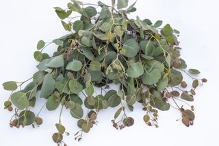 Eukalyptus Polyanthemos, Loukykvět
