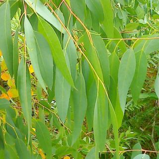 Eukalyptus citrónový, Loukykvět