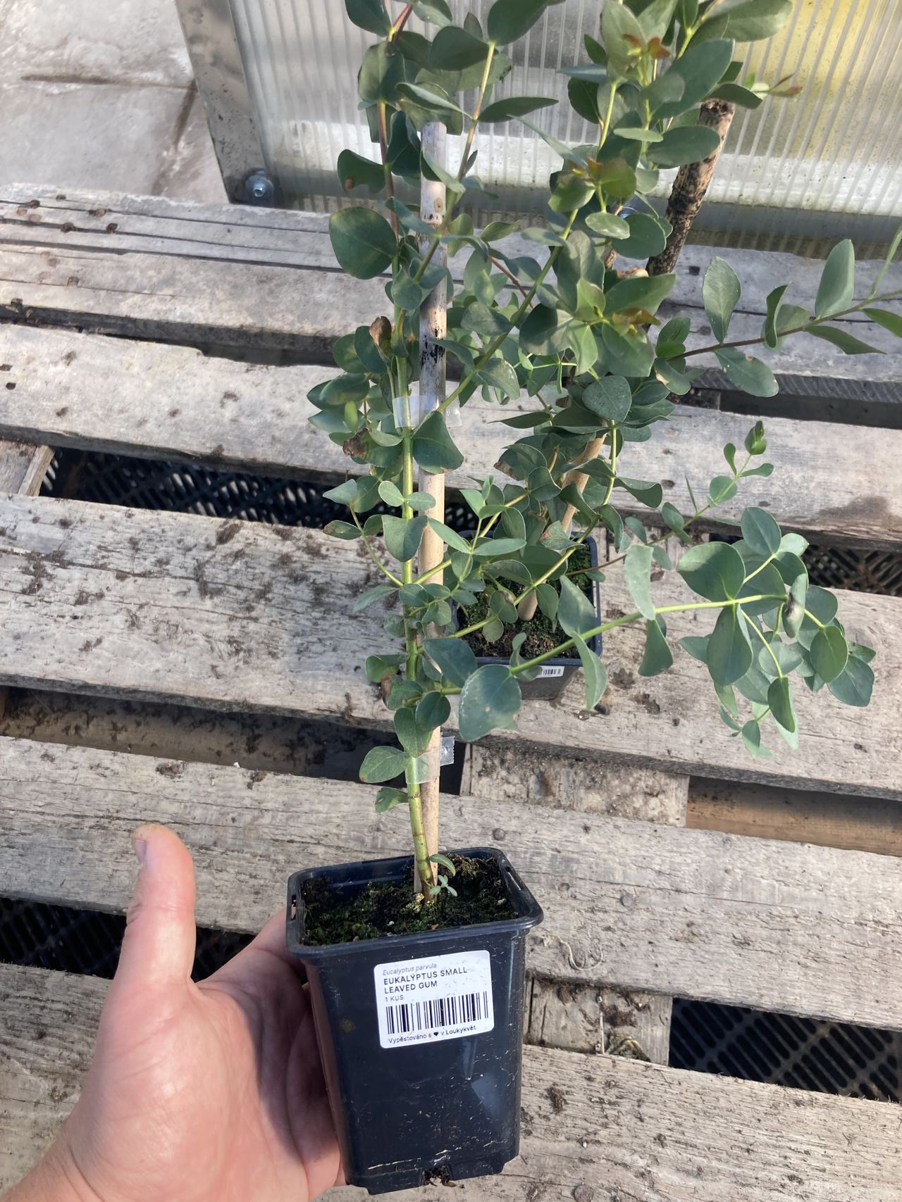 Eukalyptus Small Leaved Gum, Loukykvět