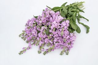 Fiala Katz Light Lavender, Loukykvět