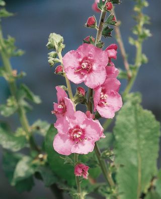 Divizna Pink Domino, Loukykvět