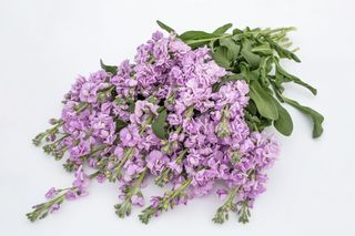 Fiala Katz Light Lavender, Loukykvět