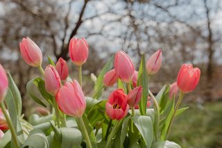 Tulipán Barre Alta, Loukykvět