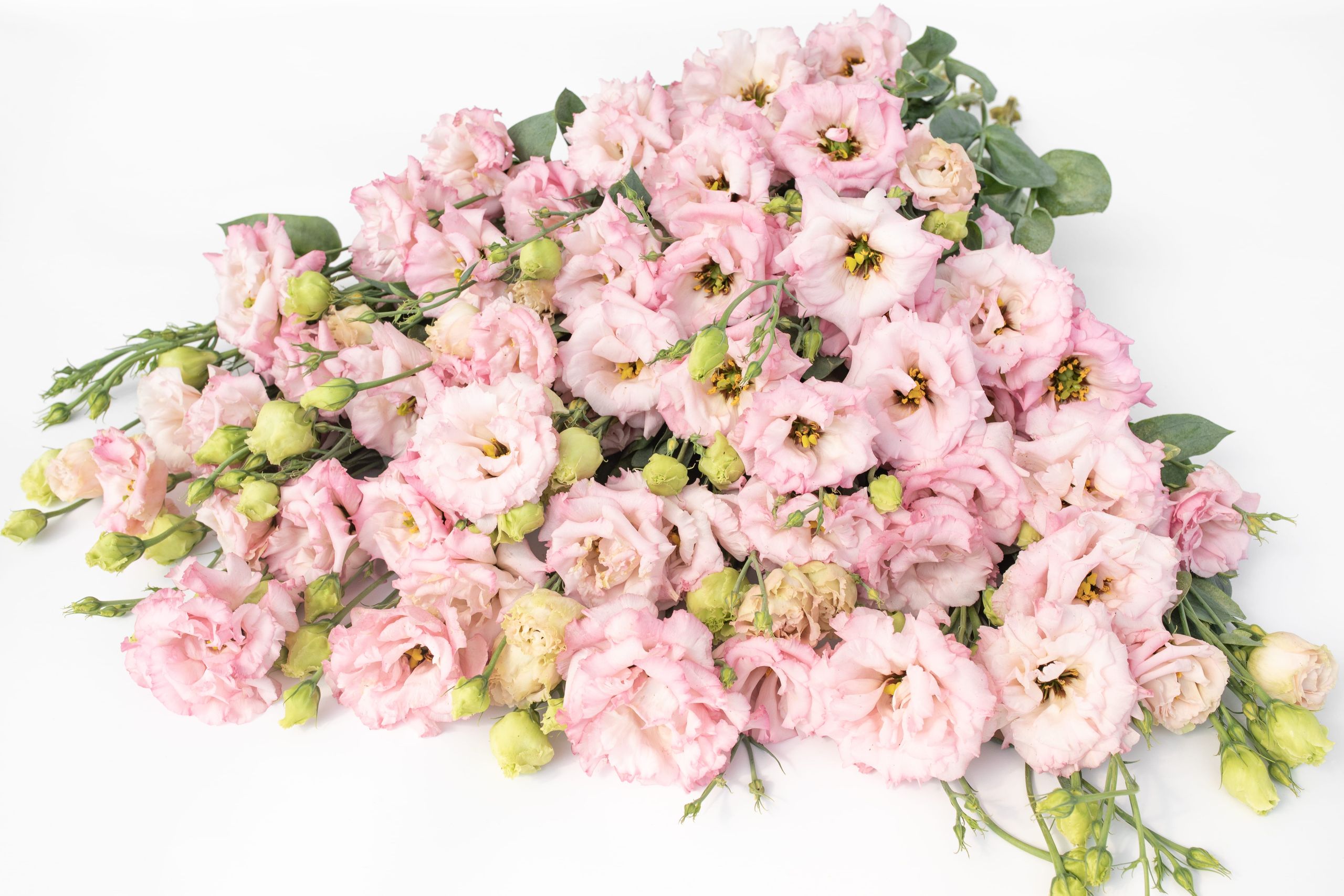 Eustoma Celeb 2 Pink · Loukykvět