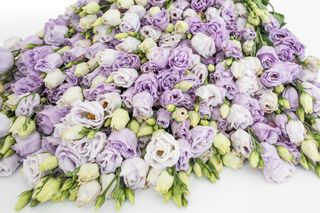 Eustoma Rosita 3 Lavender, Loukykvět
