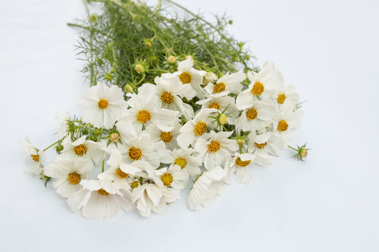 Semena Krásenka Sensation Purity · Loukykvět