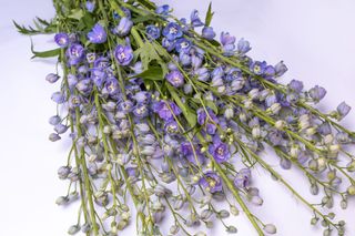 Stračka vyvýšená Guardian Lavender, Loukykvět