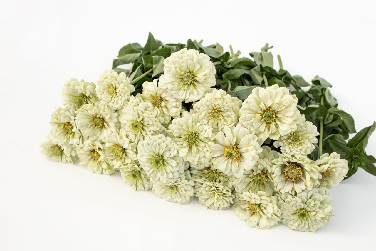 Cínie Benary’s Giant White, Loukykvět