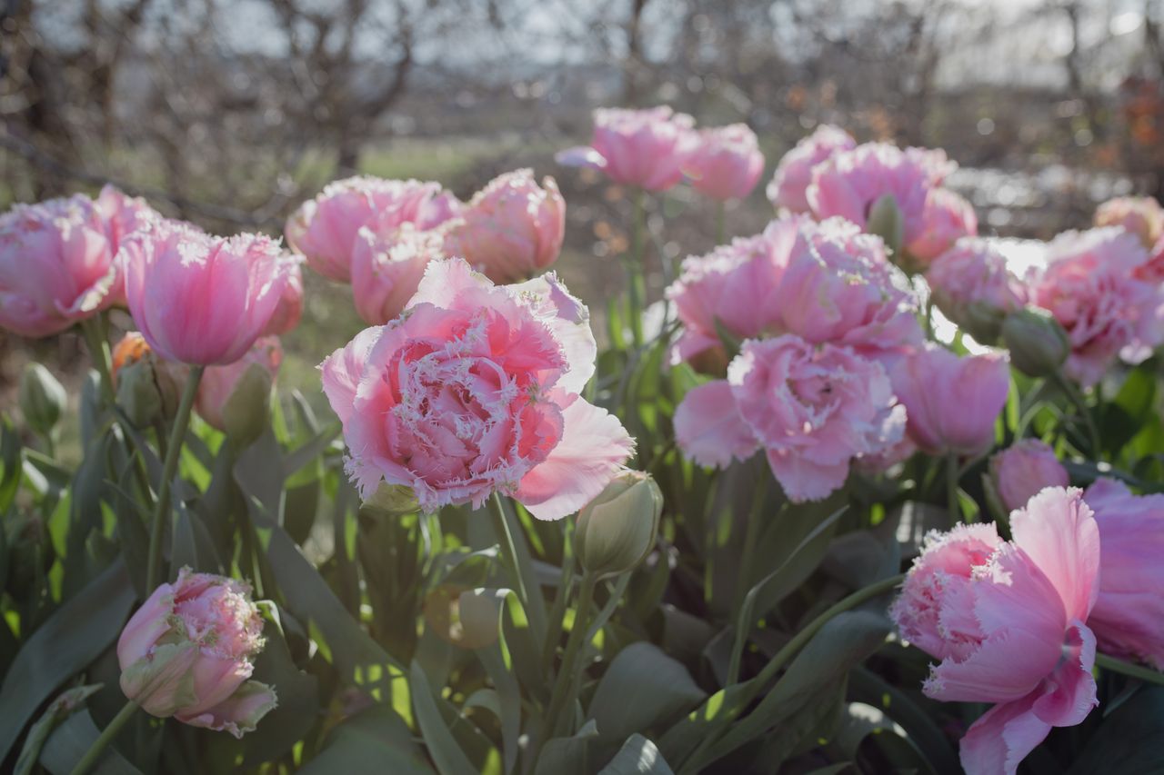 Tulipán Pink Magic, Loukykvět