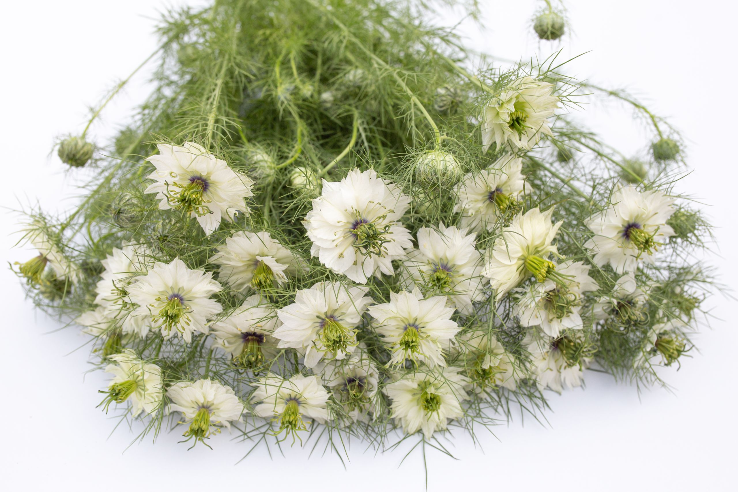 Semena Černucha Miss Jekyll White · Loukykvět