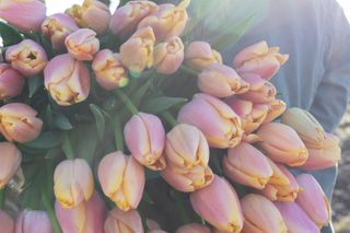 Tulipán Coral Pride (Zantuel), Loukykvět