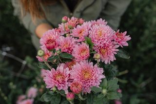 Chryzantéma Blenda Pink, Loukykvět