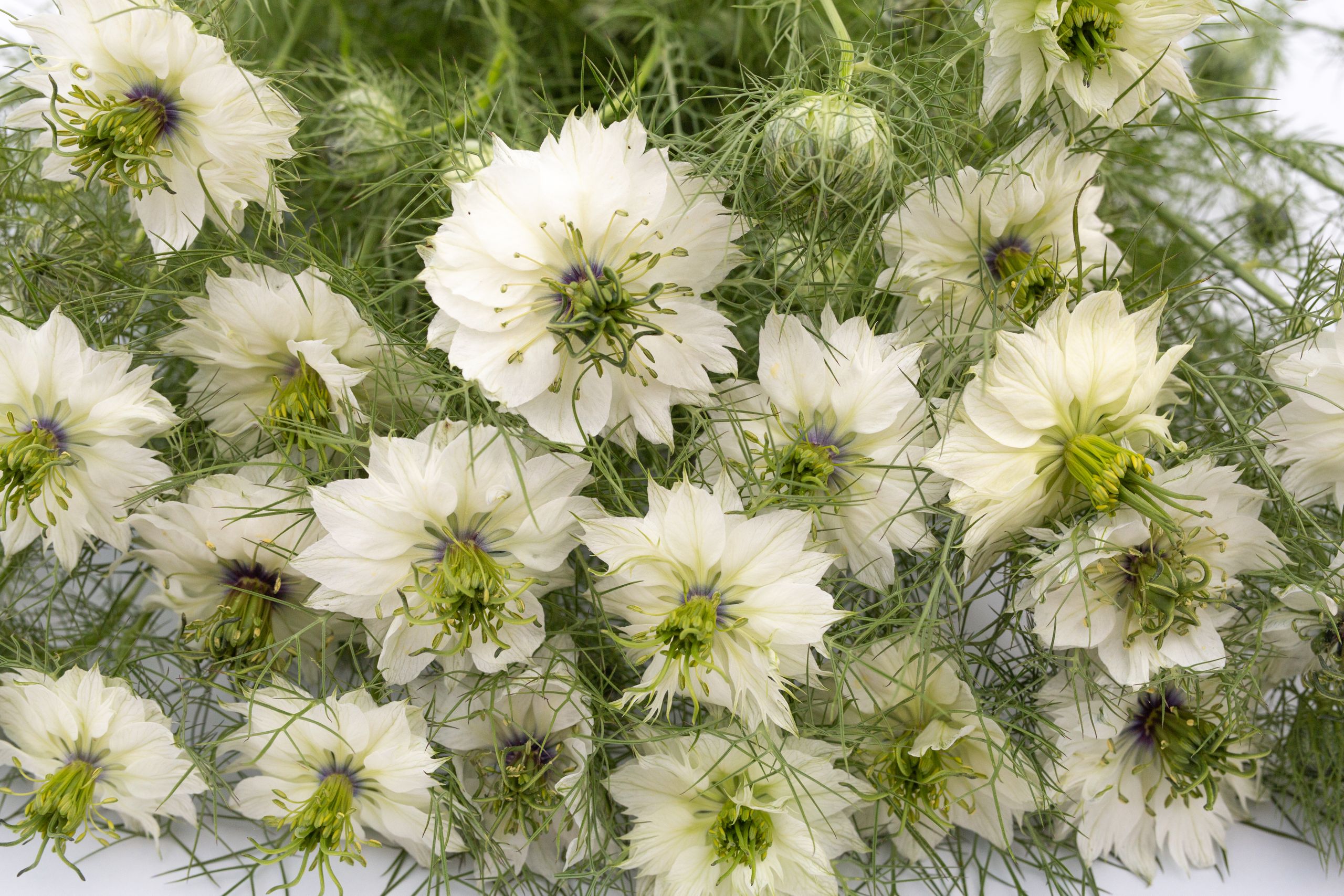 Semena Černucha Miss Jekyll White · Loukykvět