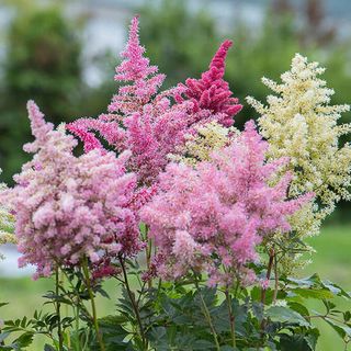 Astilbe Rhapsody, Loukykvět