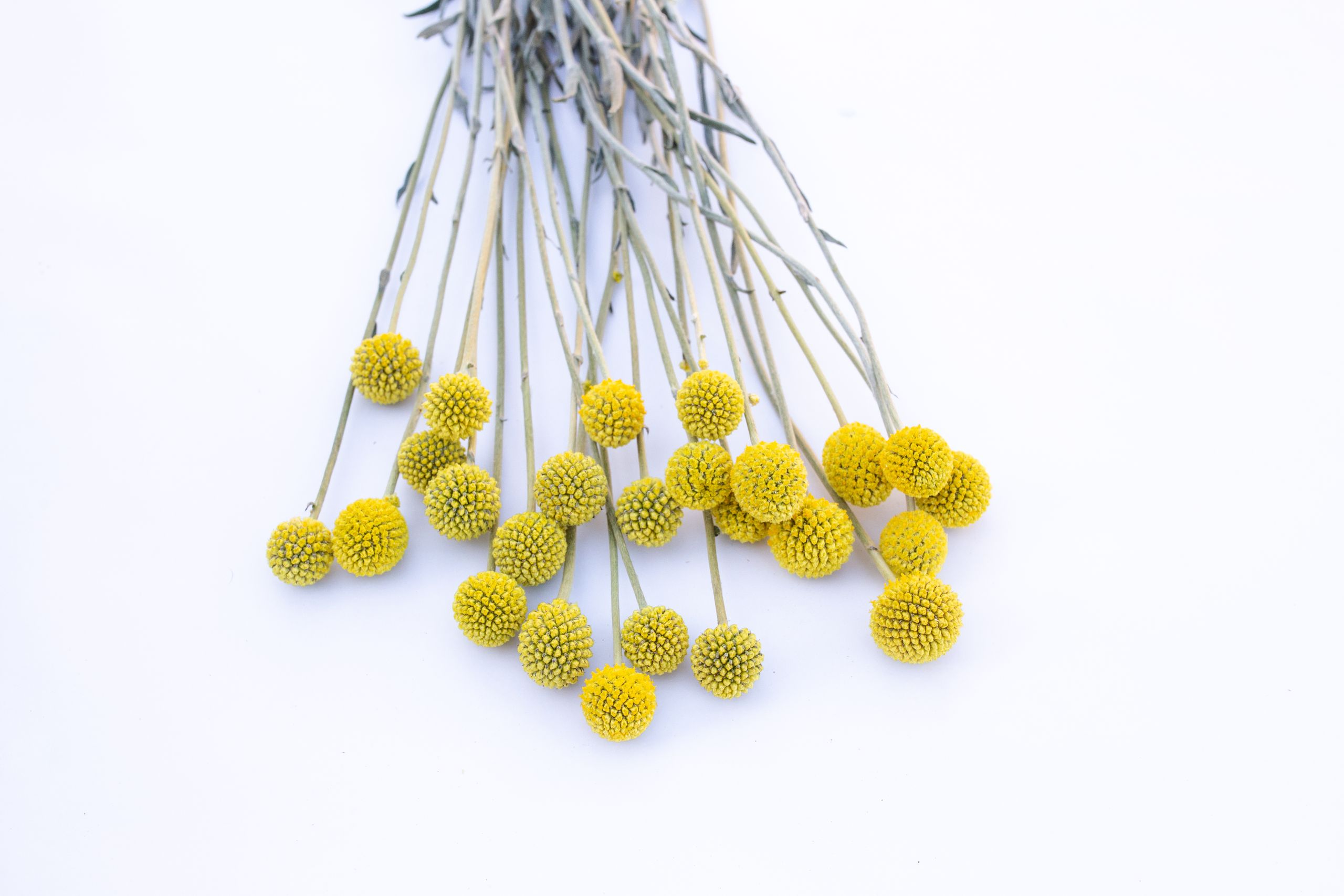 Semena Kraspedie kulovitá · Loukykvět