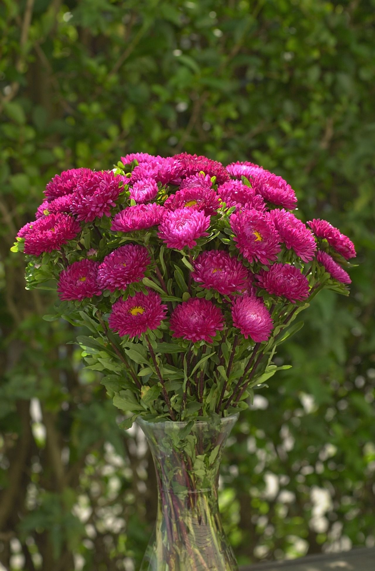 Astra Matsumoto Rose, Loukykvět