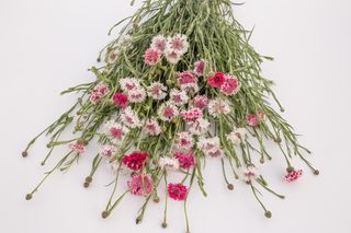 Chrpa Classic Romantic, Loukykvět