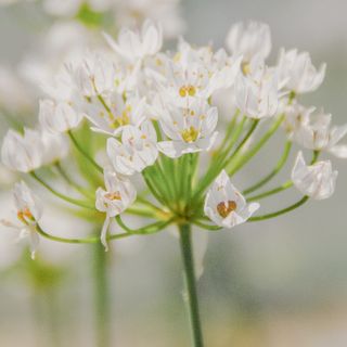 Allium cowanii, Loukykvět