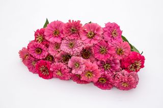 Cínie Benary’s Giant Bright Pink, Loukykvět